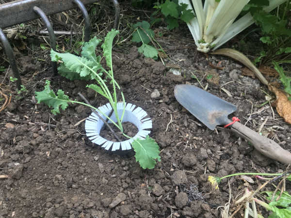Plant de choux Kale protégé des limaces
