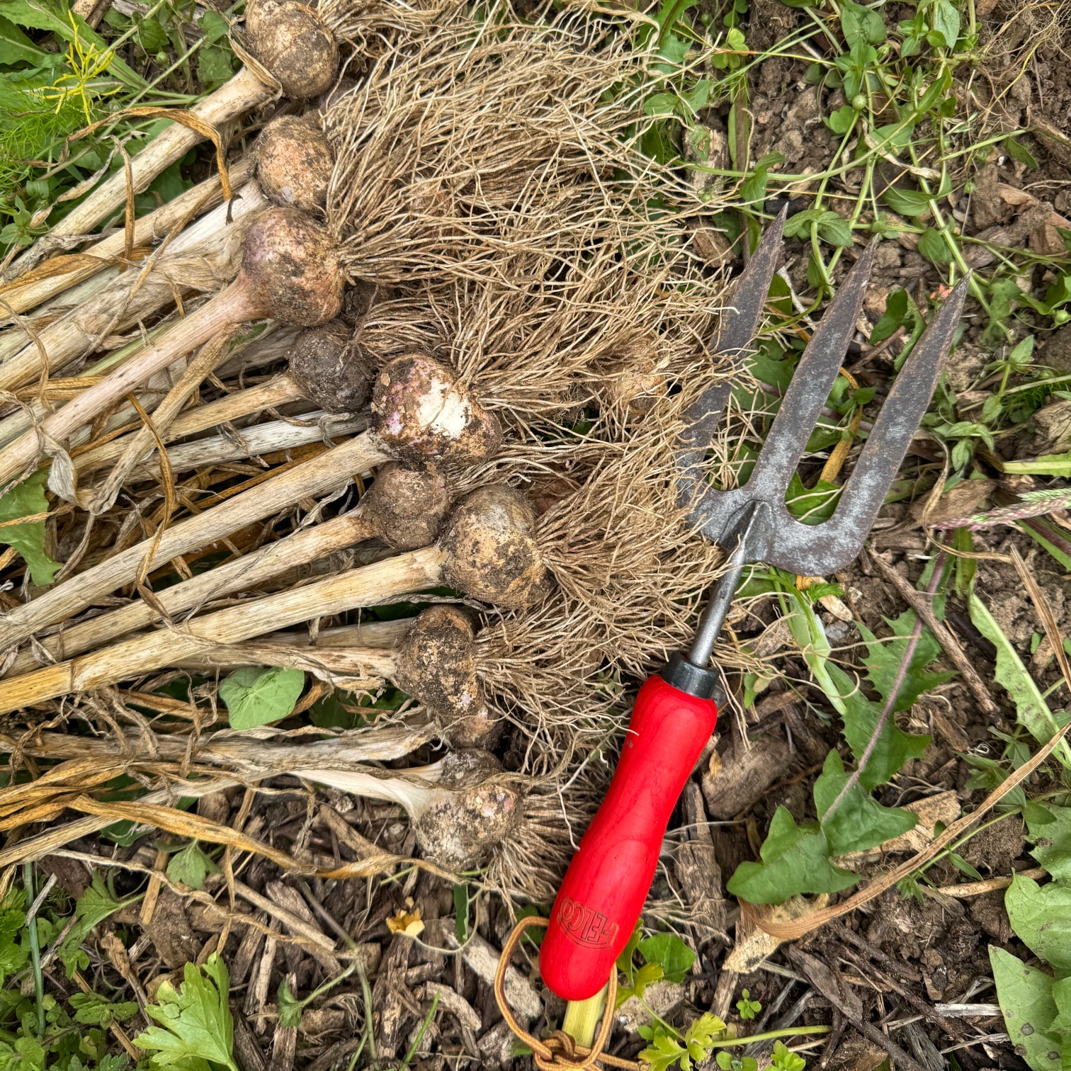 Recolte d'ail en Bretagne avec la fourche à main Felco 431