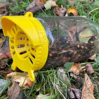 Piège à frelon asiatique posé sous un pommier avec une pomme à l'extérieur pour les attirer.