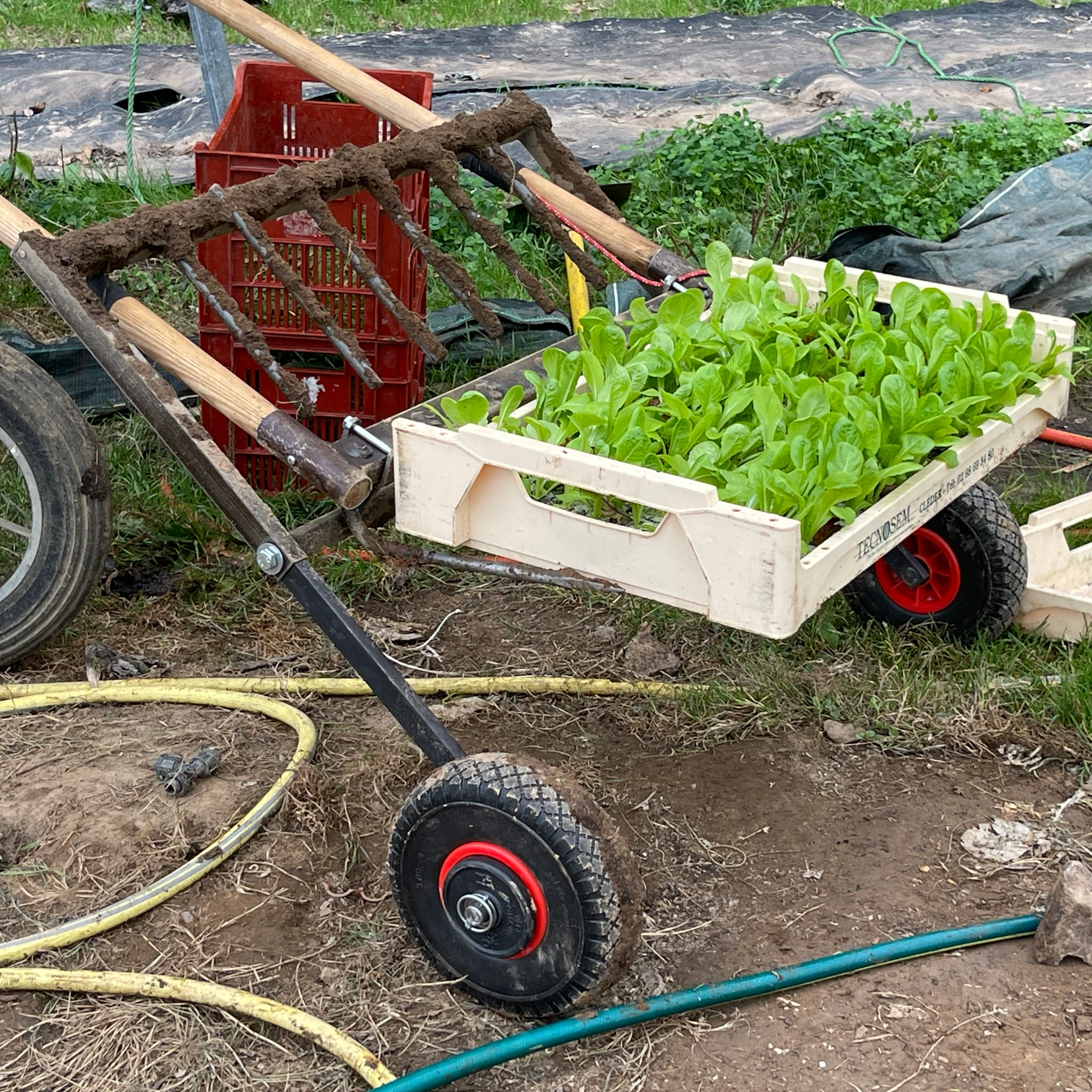Utilisation de la brise-motte comme brouette pour transporter les plateaux de plants.